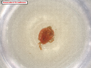  (Betaproteobacteria - CBG-A07290-A07.NTS3)  @11 [ ] CreativeCommons - Attribution Share Alike (2024) CBG Photography Group Centre for Biodiversity Genomics