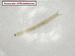  (Spirillales - CBG-A07290-F05.NTS3)  @11 [ ] CreativeCommons - Attribution Share Alike (2024) CBG Photography Group Centre for Biodiversity Genomics