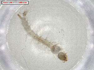  ( - CBG-A07290-G04.NTS3)  @11 [ ] CreativeCommons - Attribution Share Alike (2024) CBG Photography Group Centre for Biodiversity Genomics