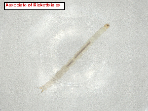  ( - CBG-A07291-B02.NTS3)  @11 [ ] CreativeCommons - Attribution Share Alike (2024) CBG Photography Group Centre for Biodiversity Genomics