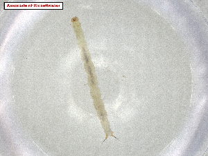  ( - CBG-A07291-B06.NTS3)  @11 [ ] CreativeCommons - Attribution Share Alike (2024) CBG Photography Group Centre for Biodiversity Genomics