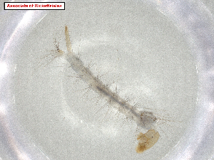 ( - CBG-A07291-C04.NTS3)  @11 [ ] CreativeCommons - Attribution Share Alike (2024) CBG Photography Group Centre for Biodiversity Genomics