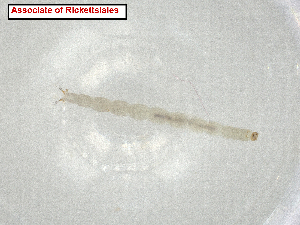  (Polynucleobacter - CBG-A07291-C06.NTS3)  @11 [ ] CreativeCommons - Attribution Share Alike (2024) CBG Photography Group Centre for Biodiversity Genomics