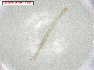  ( - CBG-A07291-C09.NTS3)  @11 [ ] CreativeCommons - Attribution Share Alike (2024) CBG Photography Group Centre for Biodiversity Genomics