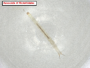  ( - CBG-A07291-D02.NTS3)  @11 [ ] CreativeCommons - Attribution Share Alike (2024) CBG Photography Group Centre for Biodiversity Genomics