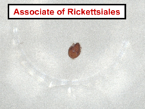  ( - CBG-A07291-G09.NTS3)  @11 [ ] CreativeCommons - Attribution Share Alike (2024) CBG Photography Group Centre for Biodiversity Genomics