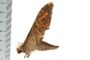  ( - 06-AT-00001)  @12 [ ] CreativeCommons - Attribution (2008) CBG Photography Group Centre for Biodiversity Genomics