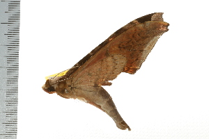  ( - 06-AT-00002)  @12 [ ] CreativeCommons - Attribution (2008) CBG Photography Group Centre for Biodiversity Genomics