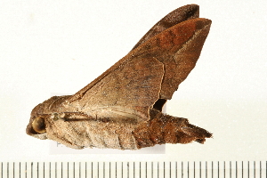  ( - 05-CICRA-00205)  @12 [ ] CreativeCommons - Attribution (2008) CBG Photography Group Centre for Biodiversity Genomics