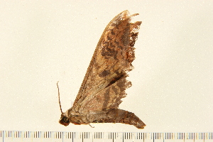  ( - 05-CICRA-00245)  @12 [ ] CreativeCommons - Attribution (2008) CBG Photography Group Centre for Biodiversity Genomics