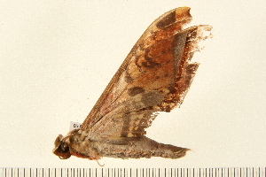  ( - 05-CICRA-00246)  @12 [ ] CreativeCommons - Attribution (2008) CBG Photography Group Centre for Biodiversity Genomics