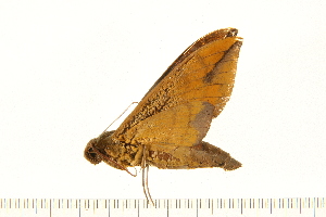  ( - 05-CICRA-00078)  @12 [ ] CreativeCommons - Attribution (2008) CBG Photography Group Centre for Biodiversity Genomics