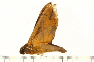 ( - 05-CICRA-00079)  @12 [ ] CreativeCommons - Attribution (2008) CBG Photography Group Centre for Biodiversity Genomics