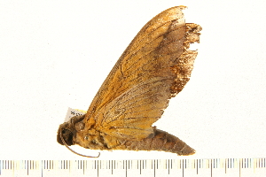  ( - 05-CICRA-00080)  @12 [ ] CreativeCommons - Attribution (2008) CBG Photography Group Centre for Biodiversity Genomics