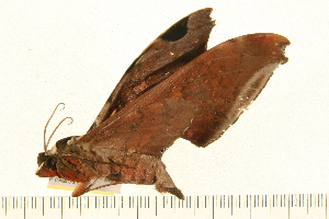  ( - 05-CICRA-00025)  @12 [ ] CreativeCommons - Attribution (2008) CBG Photography Group Centre for Biodiversity Genomics