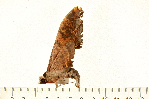  ( - 05-CICRA-00027)  @12 [ ] CreativeCommons - Attribution (2008) CBG Photography Group Centre for Biodiversity Genomics