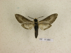  ( - BC-DZ 11.465)  @13 [ ] Copyright (2010) Carlos Mielke Research Collection of Carlos Mielke