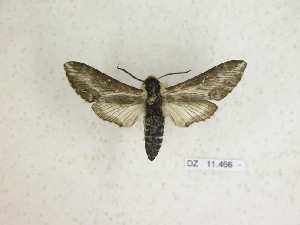  ( - BC-DZ 11.466)  @13 [ ] Copyright (2010) Carlos Mielke Research Collection of Carlos Mielke