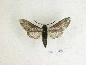  ( - BC-DZ 11.469)  @13 [ ] Copyright (2010) Carlos Mielke Research Collection of Carlos Mielke