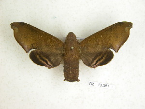  (Pachygonidia mielkei - BC-DZ 13.551)  @13 [ ] Copyright (2010) Carlos Mielke Research Collection of Carlos Mielke