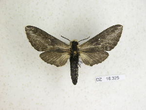  ( - BC-DZ 16.325)  @13 [ ] Copyright (2010) Carlos Mielke Research Collection of Carlos Mielke