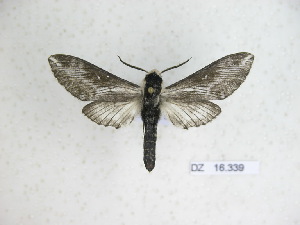  ( - BC-DZ 16.339)  @13 [ ] Copyright (2010) Carlos Mielke Research Collection of Carlos Mielke