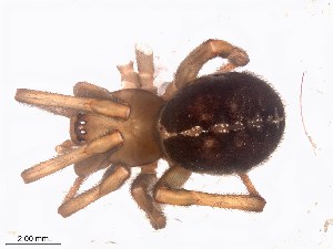  (Steatoda sabulosa - IFM-0479)  @11 [ ] Unspecified (default): All Rights Reserved  Unspecified MACN