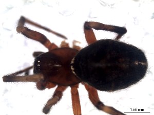  (Steatoda ancorata - IFM-0501)  @11 [ ] Unspecified (default): All Rights Reserved  Unspecified MACN