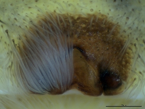  (Hippasa australis - LNP-02001)  @11 [ ] Copyright (2024) Unspecified Museo Argentino de Ciencias Naturales, Bernardino Rivadavia