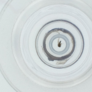  ( - SPGW_014_A9)  @11 [ ] by  Genome Research Ltd as Wellcome Sanger Institute Genome Research Limited operating as Wellcome Sanger Institute