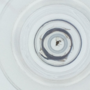  ( - SPGW_014_B9)  @11 [ ] by  Genome Research Ltd as Wellcome Sanger Institute Genome Research Limited operating as Wellcome Sanger Institute