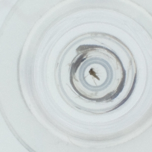  ( - SPGW_014_C9)  @11 [ ] by  Genome Research Ltd as Wellcome Sanger Institute Genome Research Limited operating as Wellcome Sanger Institute