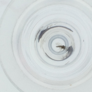  ( - SPGW_014_D10)  @11 [ ] by  Genome Research Ltd as Wellcome Sanger Institute Genome Research Limited operating as Wellcome Sanger Institute