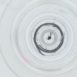  ( - SPGW_014_E10)  @11 [ ] by  Genome Research Ltd as Wellcome Sanger Institute Genome Research Limited operating as Wellcome Sanger Institute