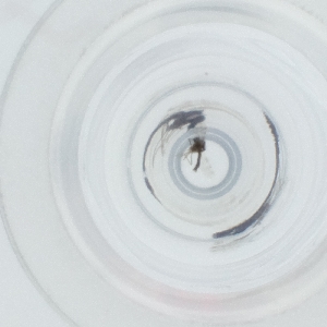  ( - SPGW_014_G9)  @11 [ ] by  Genome Research Ltd as Wellcome Sanger Institute Genome Research Limited operating as Wellcome Sanger Institute