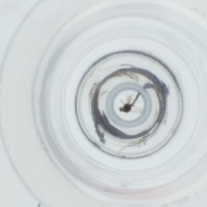  ( - SPGW_014_H8)  @11 [ ] by  Genome Research Ltd as Wellcome Sanger Institute Genome Research Limited operating as Wellcome Sanger Institute