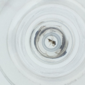  ( - SPGW_015_F3)  @11 [ ] by  Genome Research Ltd as Wellcome Sanger Institute Genome Research Limited operating as Wellcome Sanger Institute