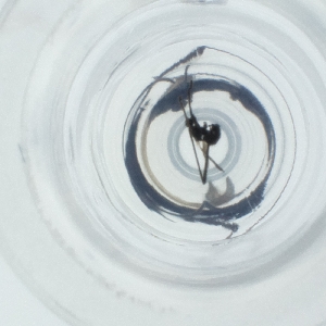  ( - SPGW_017_A4)  @11 [ ] by  Genome Research Ltd as Wellcome Sanger Institute Genome Research Limited operating as Wellcome Sanger Institute