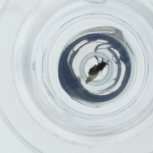  ( - SPGW_017_B4)  @11 [ ] by  Genome Research Ltd as Wellcome Sanger Institute Genome Research Limited operating as Wellcome Sanger Institute