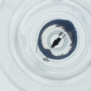  ( - SPGW_017_B5)  @11 [ ] by  Genome Research Ltd as Wellcome Sanger Institute Genome Research Limited operating as Wellcome Sanger Institute