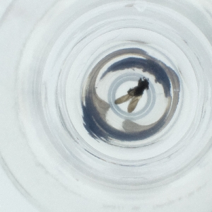  ( - SPGW_017_C2)  @11 [ ] by  Genome Research Ltd as Wellcome Sanger Institute Genome Research Limited operating as Wellcome Sanger Institute