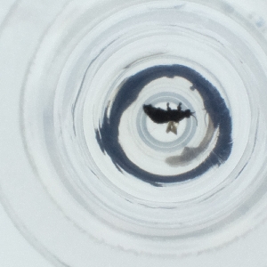  ( - SPGW_017_C3)  @11 [ ] by  Genome Research Ltd as Wellcome Sanger Institute Genome Research Limited operating as Wellcome Sanger Institute