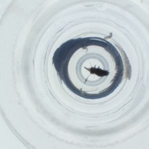  ( - SPGW_017_E2)  @11 [ ] by  Genome Research Ltd as Wellcome Sanger Institute Genome Research Limited operating as Wellcome Sanger Institute