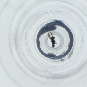  ( - SPGW_017_F4)  @11 [ ] by  Genome Research Ltd as Wellcome Sanger Institute Genome Research Limited operating as Wellcome Sanger Institute