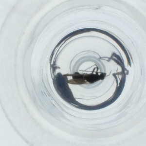  ( - SPGW_017_H2)  @11 [ ] by  Genome Research Ltd as Wellcome Sanger Institute Genome Research Limited operating as Wellcome Sanger Institute