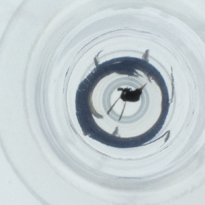  ( - SPGW_017_H3)  @11 [ ] by  Genome Research Ltd as Wellcome Sanger Institute Genome Research Limited operating as Wellcome Sanger Institute