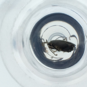  ( - SPGW_024_B11)  @11 [ ] by  Genome Research Ltd as Wellcome Sanger Institute Genome Research Limited operating as Wellcome Sanger Institute