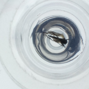  ( - SPGW_025_B3)  @11 [ ] by  Genome Research Ltd as Wellcome Sanger Institute Genome Research Limited operating as Wellcome Sanger Institute