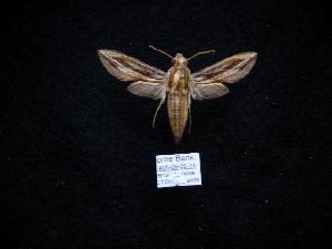  ( - NYSM 06-08-26-34)  @12 [ ] Copyright (2010) Morton S. Adams Research Collection of Morton S. Adams