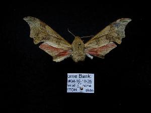  ( - MA04-10-10-26)  @12 [ ] Copyright (2010) Morton S. Adams Research Collection of Morton S. Adams